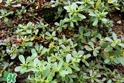 馬齒莧能治白發(fā)嗎？馬齒莧可以治白發(fā)嗎？
