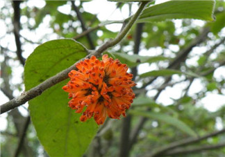 構(gòu)樹(shù)花孕婦能吃嗎？構(gòu)樹(shù)花孕婦可以吃嗎？