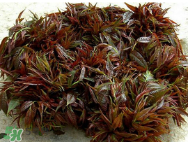 香椿什么味道？香椿吃起來什么味道？