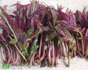 香椿什么味道？香椿吃起來什么味道？