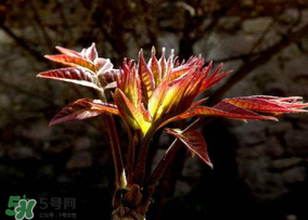香椿能放冰箱嗎？香椿放冰箱能保存多久？