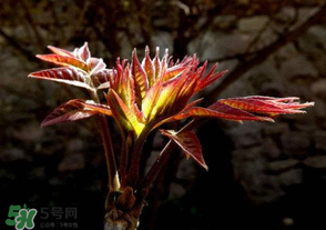 香椿苦能吃嗎？香椿苦怎么做好吃？