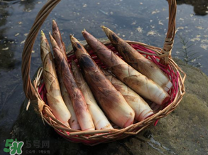 竹筍為什么澀？竹筍如何去澀？