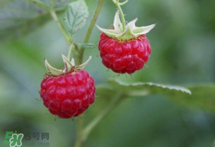 山莓孕婦能吃嗎？山莓孕婦可以吃嗎？