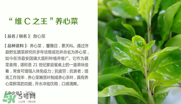 救心菜孕婦能吃嗎？救心菜孕婦可以吃嗎？