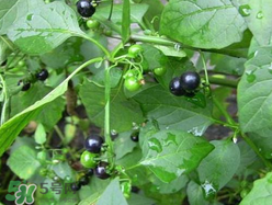 孕婦可以吃龍葵菜嗎？龍葵菜孕婦可以吃嗎？