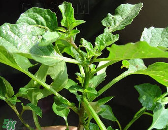 孕婦可以吃龍葵菜嗎？龍葵菜孕婦可以吃嗎？