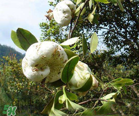 茶耳孕婦能吃嗎？孕婦能吃茶耳嗎？
