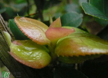 茶耳孕婦能吃嗎？孕婦能吃茶耳嗎？