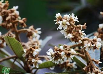 枇杷花孕婦能喝嗎？枇杷花孕婦可以喝嗎？