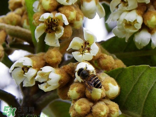 枇杷花孕婦能喝嗎？枇杷花孕婦可以喝嗎？