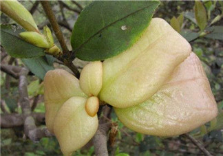 茶耳孕婦能吃嗎？孕婦能吃茶耳嗎？