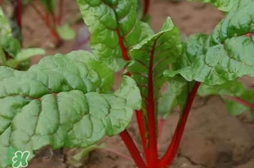 甜菜葉是否可以生吃？甜菜葉可以生吃嗎