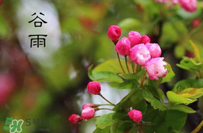 谷雨會下雨嗎？2017年谷雨會下雨嗎？