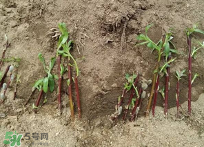 香椿可以扦插嗎？香椿什么時候扦插？