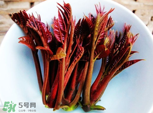 香椿能插活嗎？香椿樹枝能插活嗎？