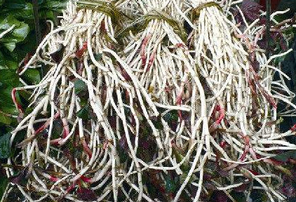 魚腥草根和葉哪個好？魚腥草根好還是葉子好