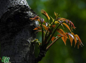 香椿芽可以冷凍嗎？香椿芽怎么冷凍？