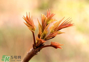 香椿芽可以冷凍嗎？香椿芽怎么冷凍？