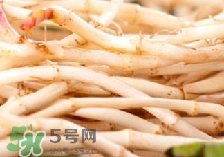 魚腥草根有什么作用？魚腥草根的功效與作用