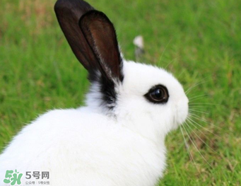 孕婦能吃兔子肉嗎？孕婦可以吃兔子肉嗎？