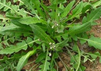 地菜是什么菜？地菜是不是薺菜