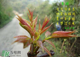 香椿臭嗎？香椿為什么那么臭？