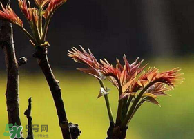 香椿臭嗎？香椿為什么那么臭？