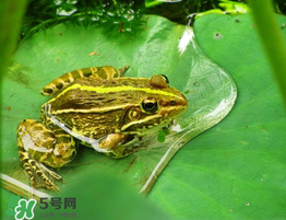 孕婦能吃青蛙嗎？孕婦可以吃青蛙嗎？