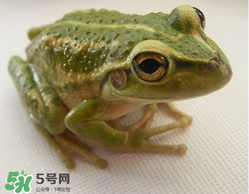 孕婦能吃青蛙嗎？孕婦可以吃青蛙嗎？