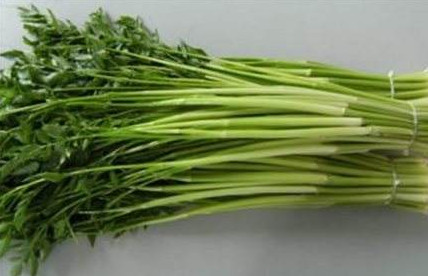 水芹菜是什么菜？水芹菜是野芹菜嗎