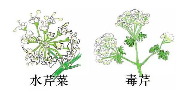 水芹菜有毒嗎？水芹菜有沒有毒