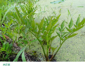 水芹菜和毒芹有哪些區(qū)別？水芹菜和毒芹圖片
