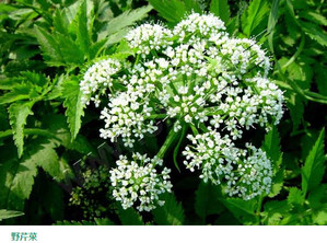 水芹菜和毒芹有哪些區(qū)別？水芹菜和毒芹圖片