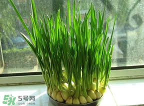 蒜苗發(fā)黃怎么回事？蒜苗發(fā)黃是什么原因？