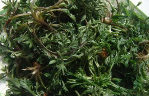 茵陳泡水喝有什么好處？茵陳泡水喝有什么功效與禁忌