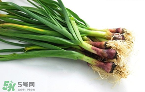 蒜苗多少錢一斤？蒜苗多少錢一斤2017？