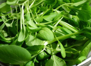 雞毛菜是什么菜？雞毛菜是小白菜嗎