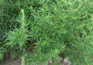 茵陳泡水喝有什么好處？茵陳泡水喝有什么功效與禁忌