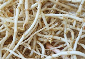 魚腥草根有什么作用？魚腥草根的功效與作用
