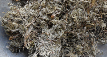 茵陳泡水喝有什么好處？茵陳泡水喝有什么功效與禁忌