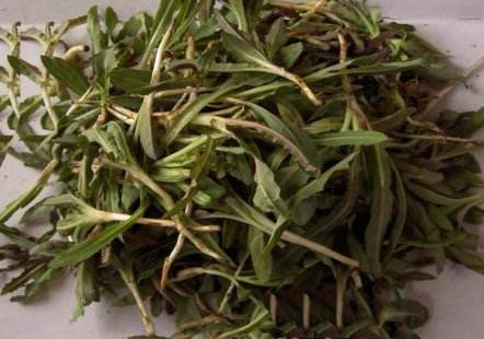 苦苦菜是什么菜？苦苦菜是苦苣嗎