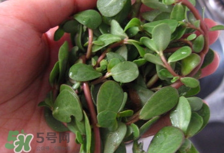馬莧菜怎么吃？馬莧菜怎么做好吃