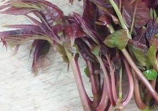 香椿芽怎么吃？新鮮香椿芽怎么吃