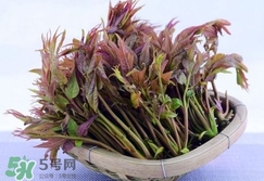 香椿芽怎么吃？新鮮香椿芽怎么吃