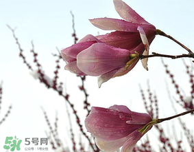 谷雨是什么季節(jié)？谷雨是春天還是夏天？