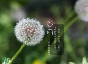 谷雨種什么菜？谷雨前后種什么蔬菜？
