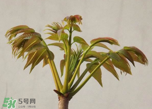 香椿紅的好還是綠的好？香椿紅色好還是綠色好？