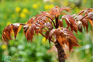 香椿紅的好還是綠的好？香椿紅色好還是綠色好？