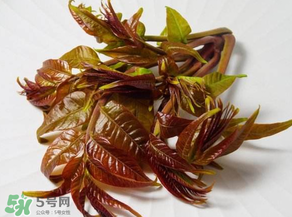 香椿有幾種？香椿哪種好？
